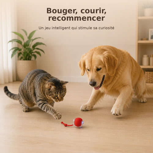 Balle Interactive