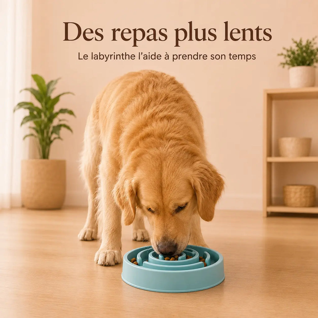 Gamelle anti-glouton